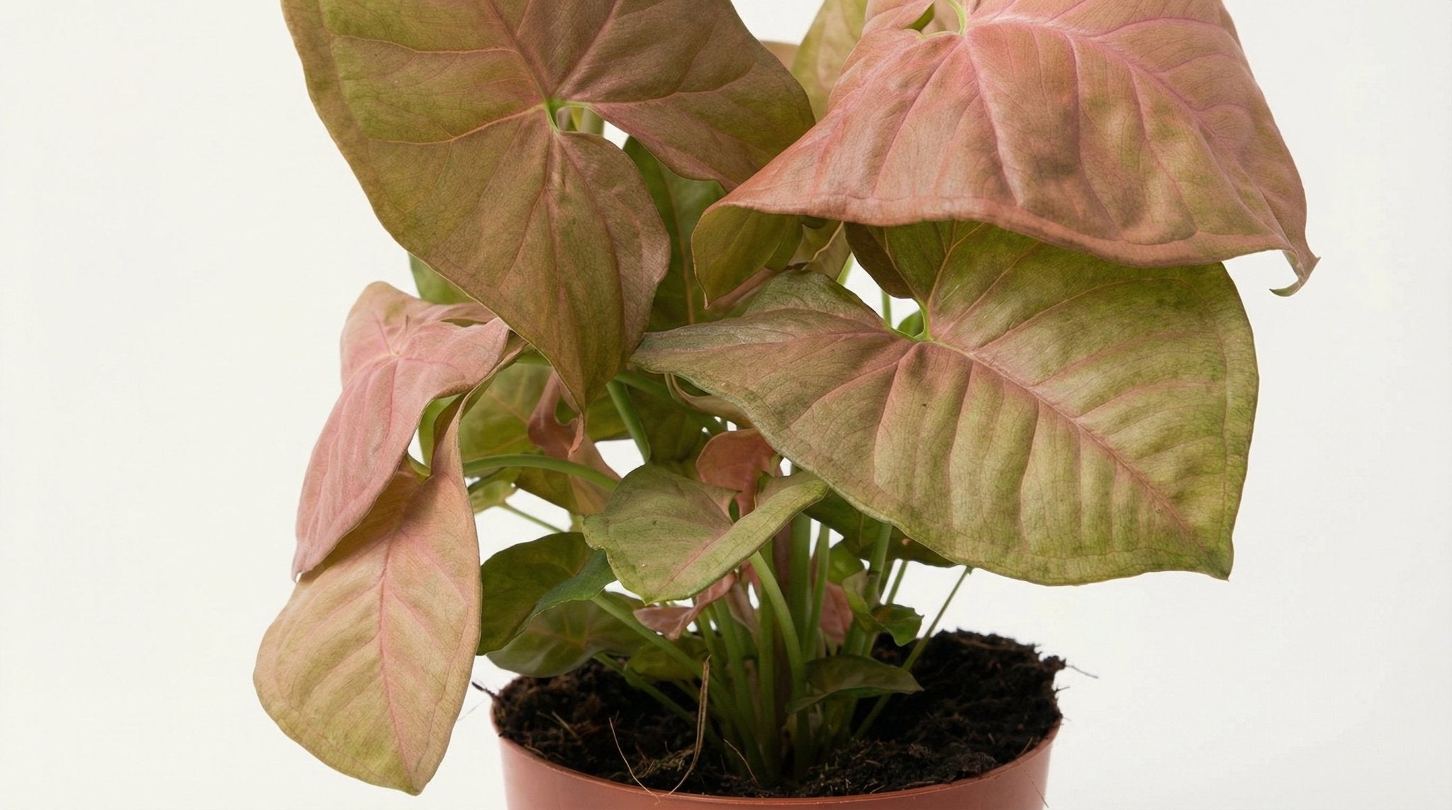 Syngonium Neon P 12 cm H 25 cm - 11280 - PlantenShop24