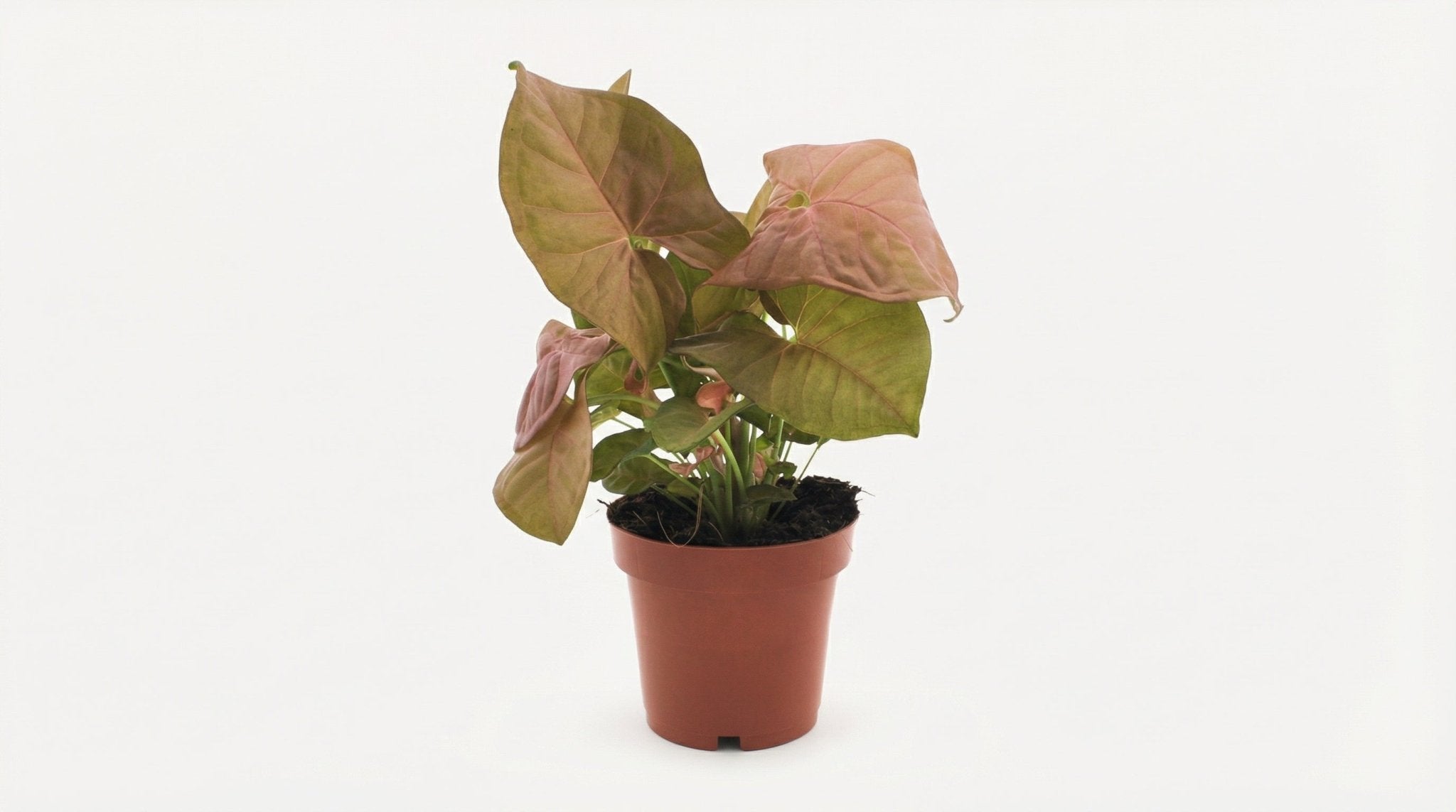 Syngonium Neon P 12 cm H 25 cm - 11280 - PlantenShop24