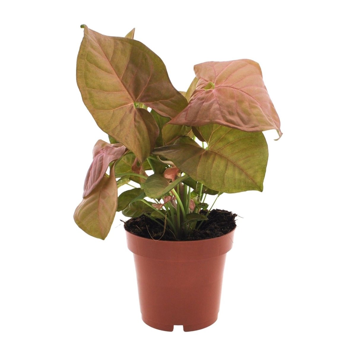 Syngonium Neon P 12 cm H 25 cm - 11280 - PlantenShop24