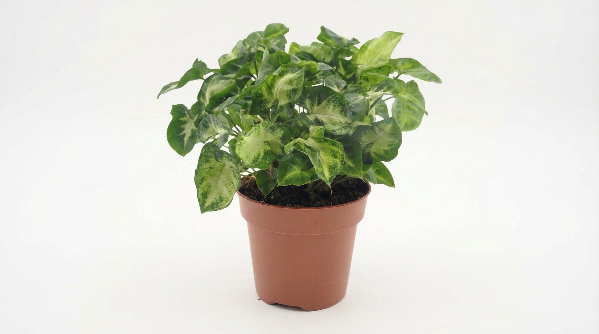 Syngonium Pixie 'Pixie' P 12 cm H 20 cm - 18282 - PlantenShop24