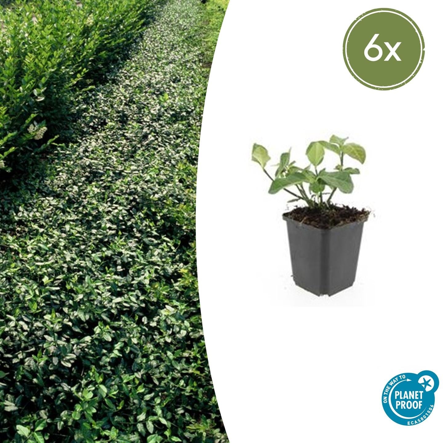 Euonymus fort. 'Dart's Blanket' potmaat 9 cm hoogte 10 tot 25 cm