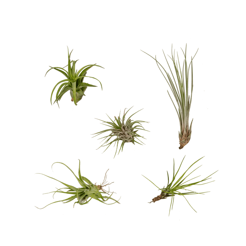 Tillandsia Air mix - 5 stuks - 6 cm - ø6