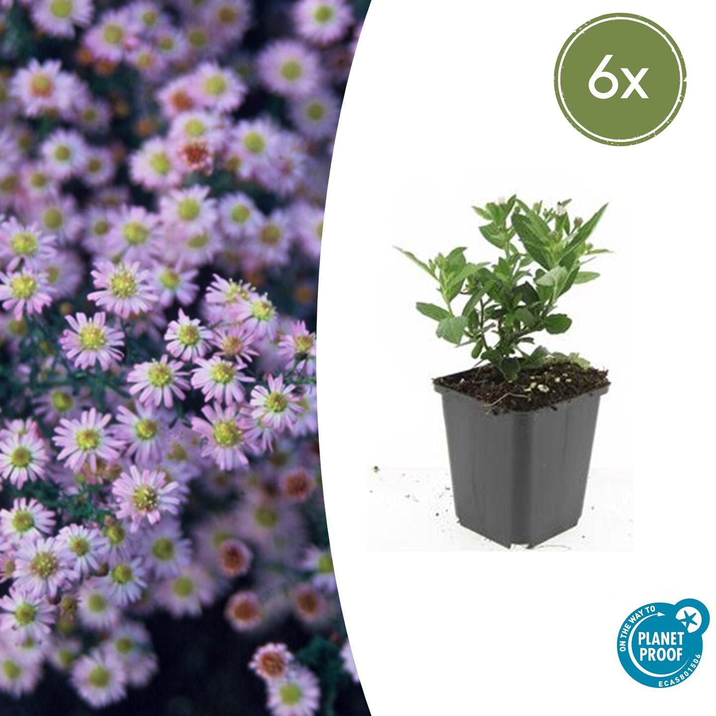 Aster ageratoides 'Stardust' potmaat 9 cm hoogte 10 tot 25 cm