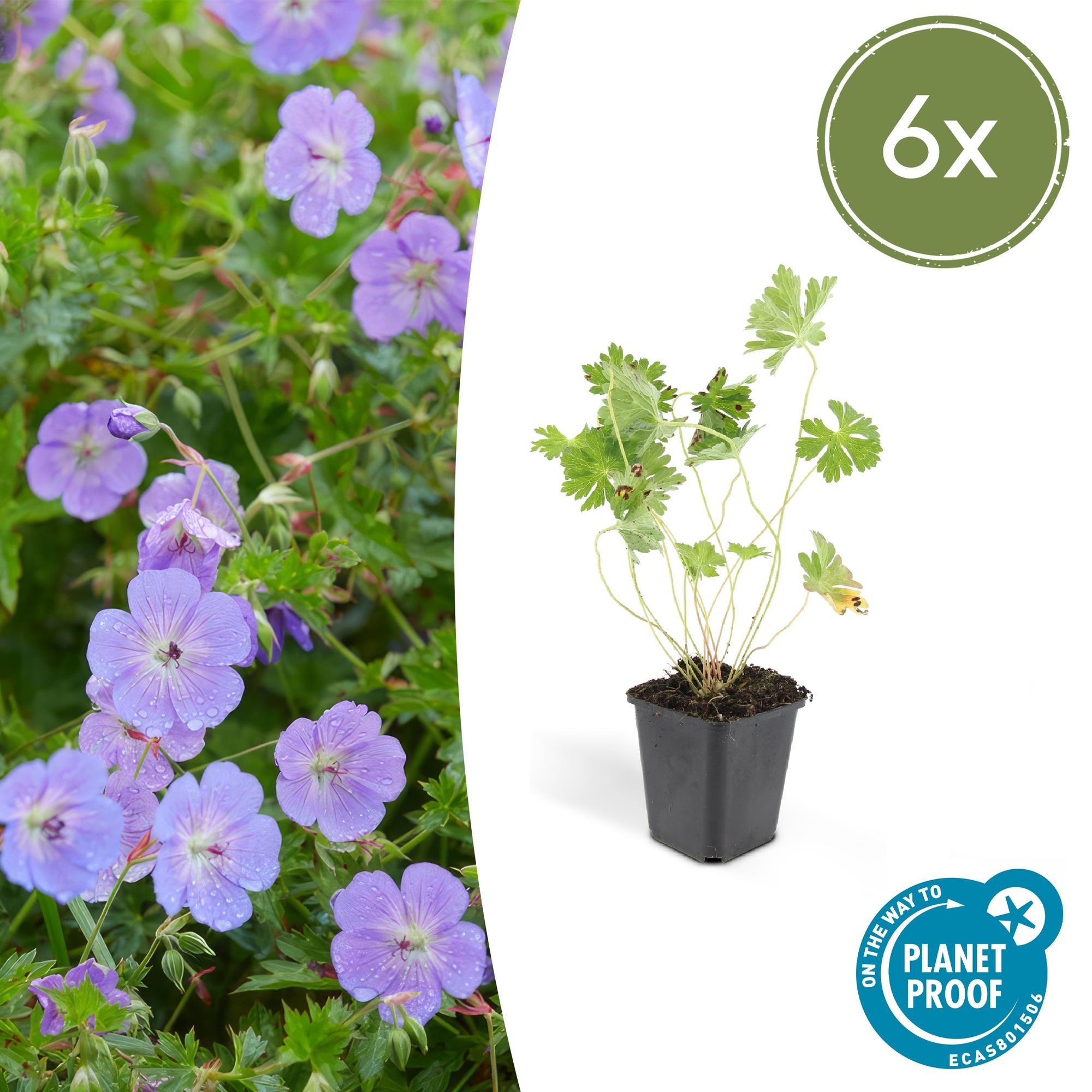 Geranium Rozanne potmaat 9 cm hoogte 10 tot 25 cm
