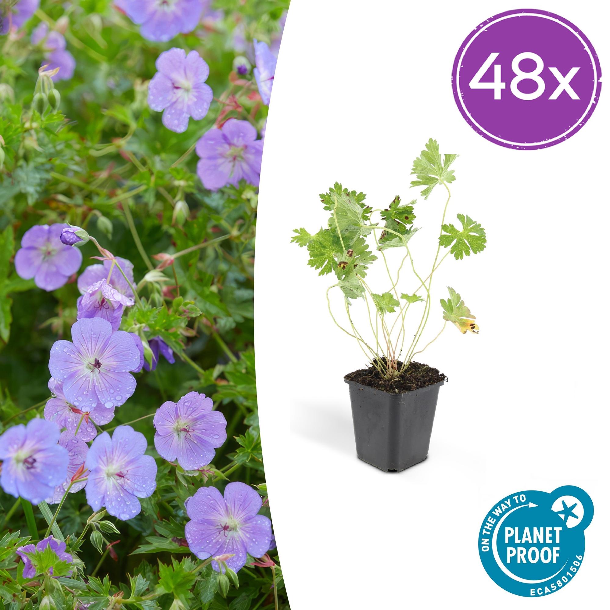 Geranium Rozanne potmaat 9 cm hoogte 10 tot 25 cm