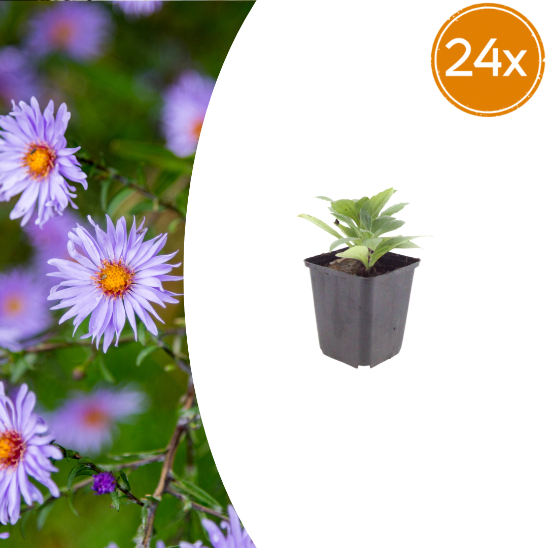 Aster frikartii 'Monch' potmaat 9 cm hoogte 10 tot 25 cm
