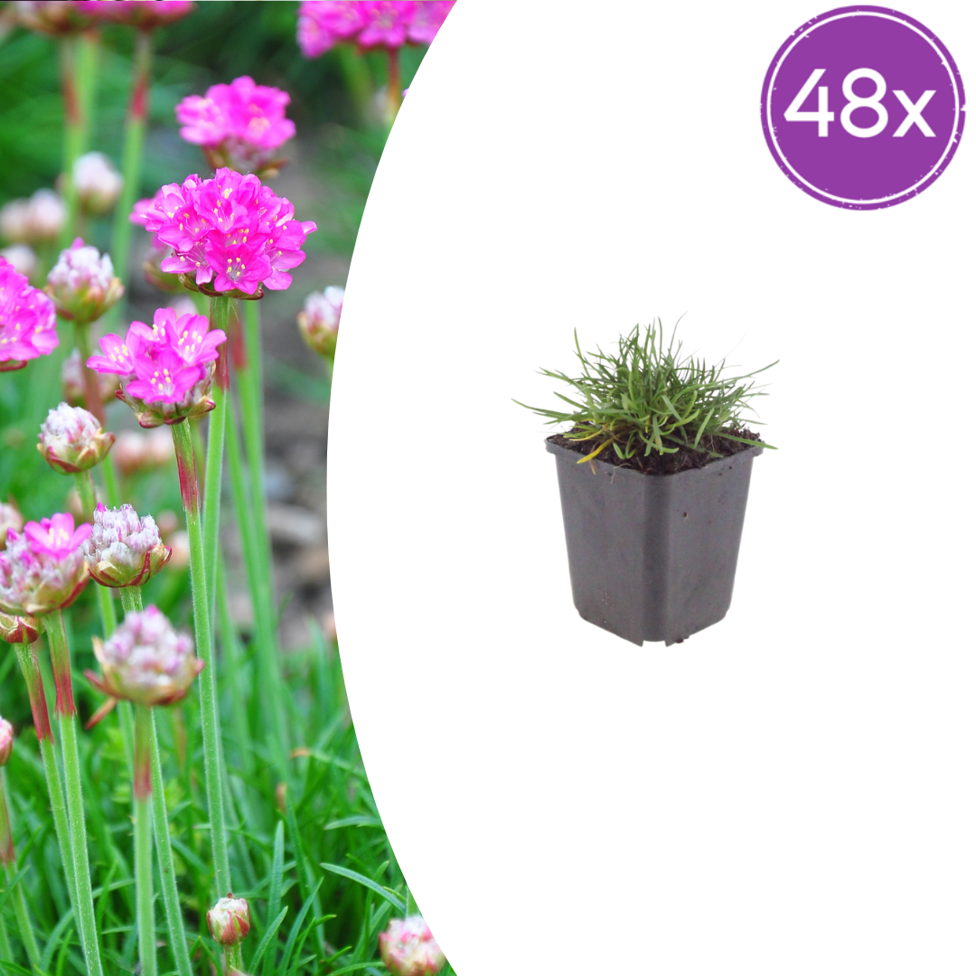 Armeria m. 'Splendens' potmaat 9 cm hoogte 10 tot 25 cm