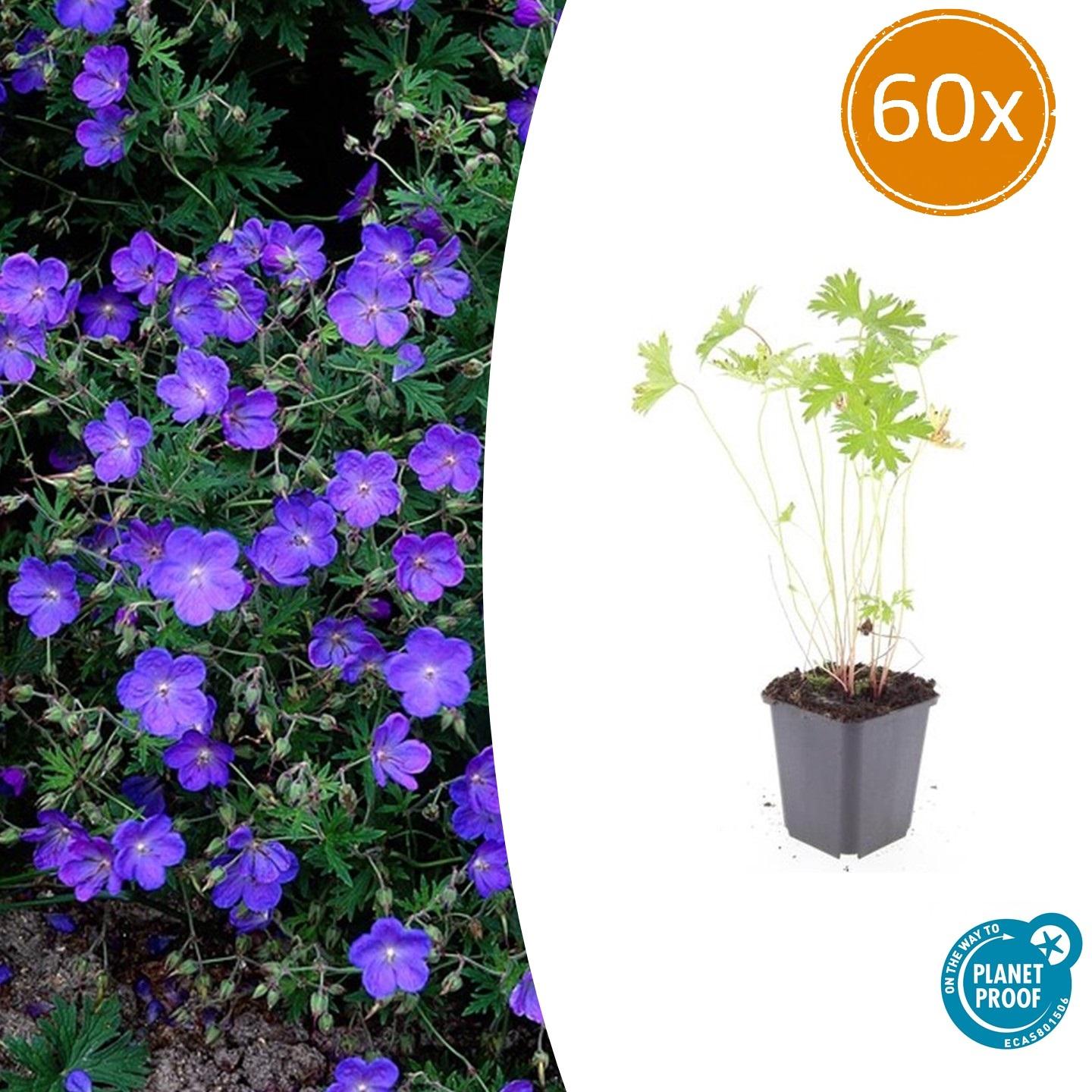 Geranium 'Johnson's Blue' potmaat 9 cm hoogte 10 tot 25 cm