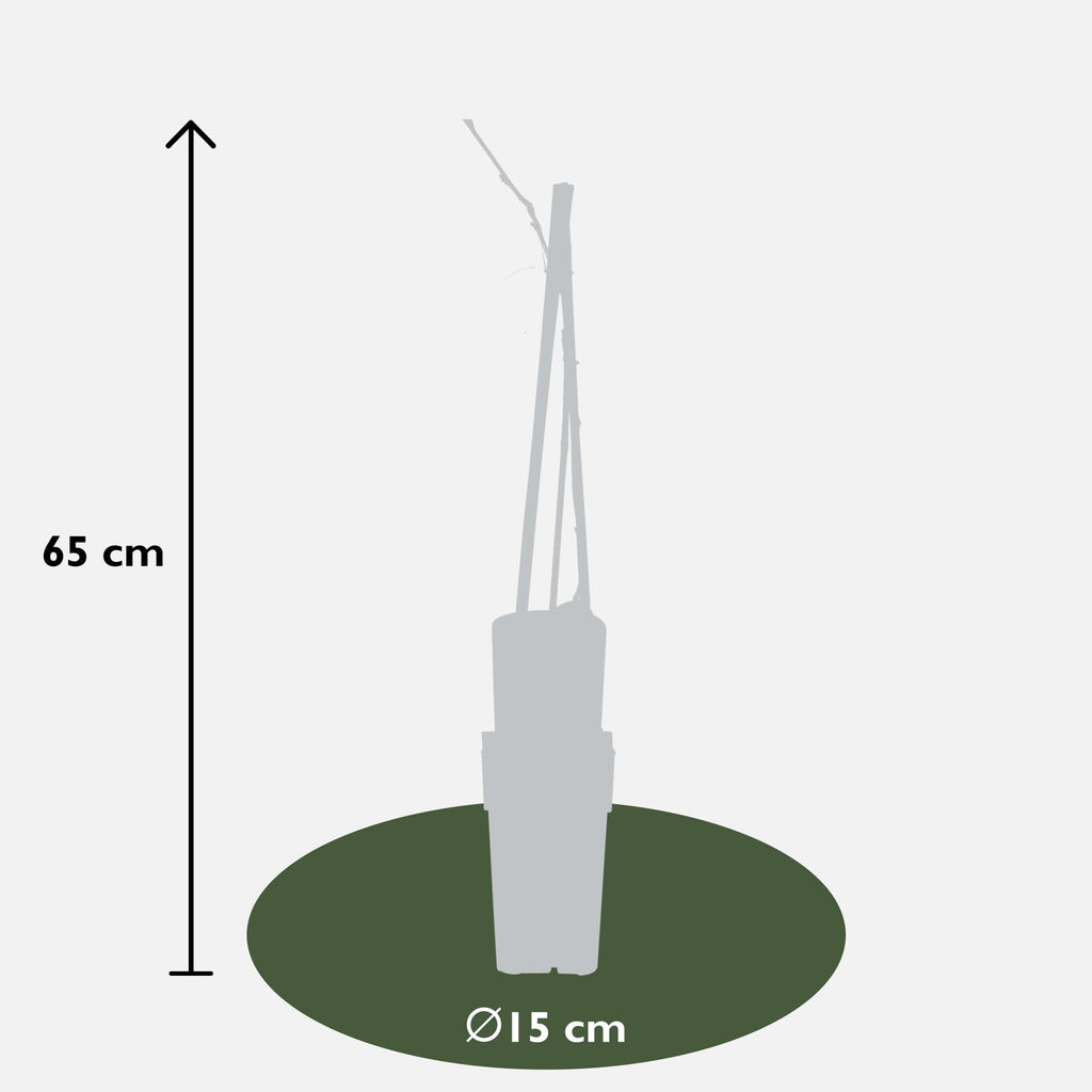 Wisteria floribunda 'Naga Noda' - Paarse regen - Ø15cm - ↕65cm