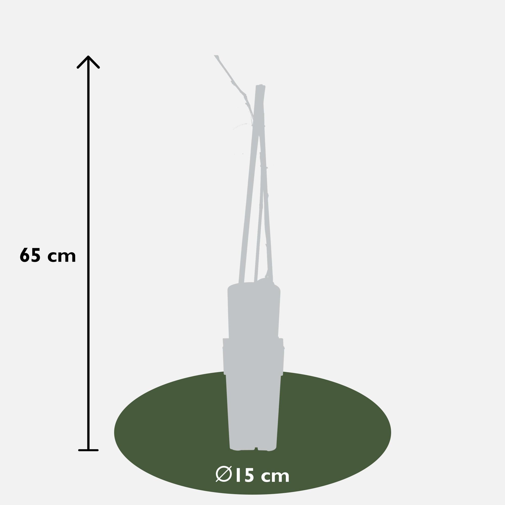 Wisteria floribunda 'Naga Noda' - Paarse regen - Ø15cm - ↕65cm