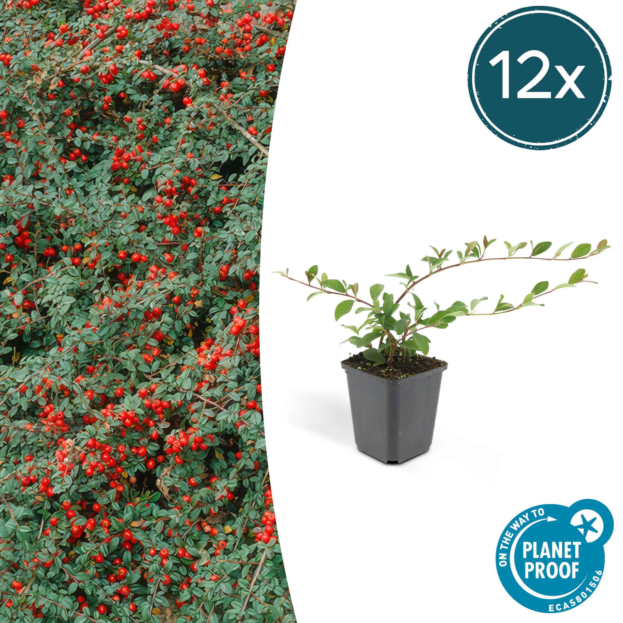 Cotoneaster dam. 'Major' potmaat 9 cm hoogte 25 cm