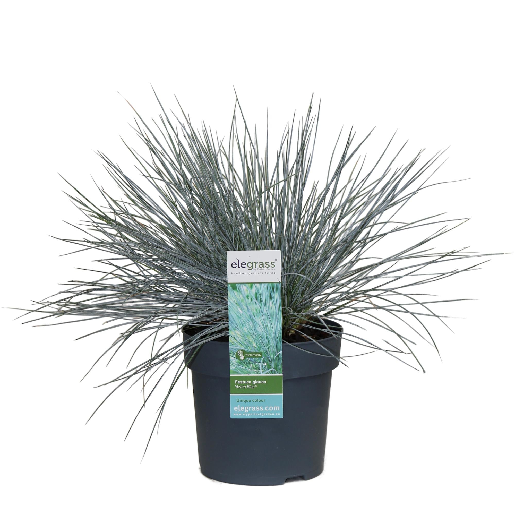 Festuca glauca Azura Blue - Ø19cm - ↕40cm - Ø14 - ↨30cm