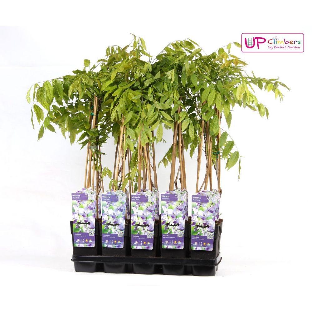 Wisteria floribunda 'Naga Noda' - Paarse regen - Ø15cm - ↕65cm