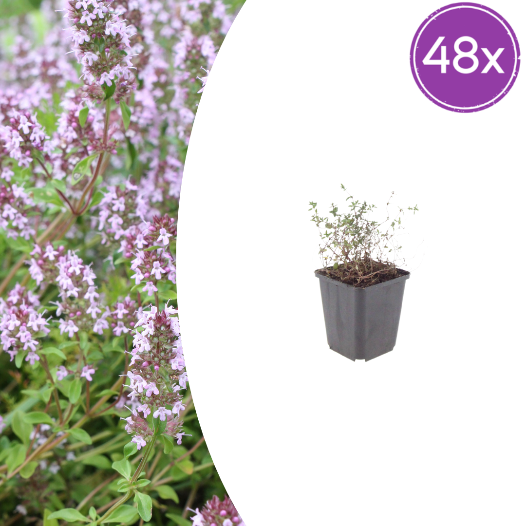 Thymus vulgaris potmaat 9 cm hoogte 10 tot 25 cm