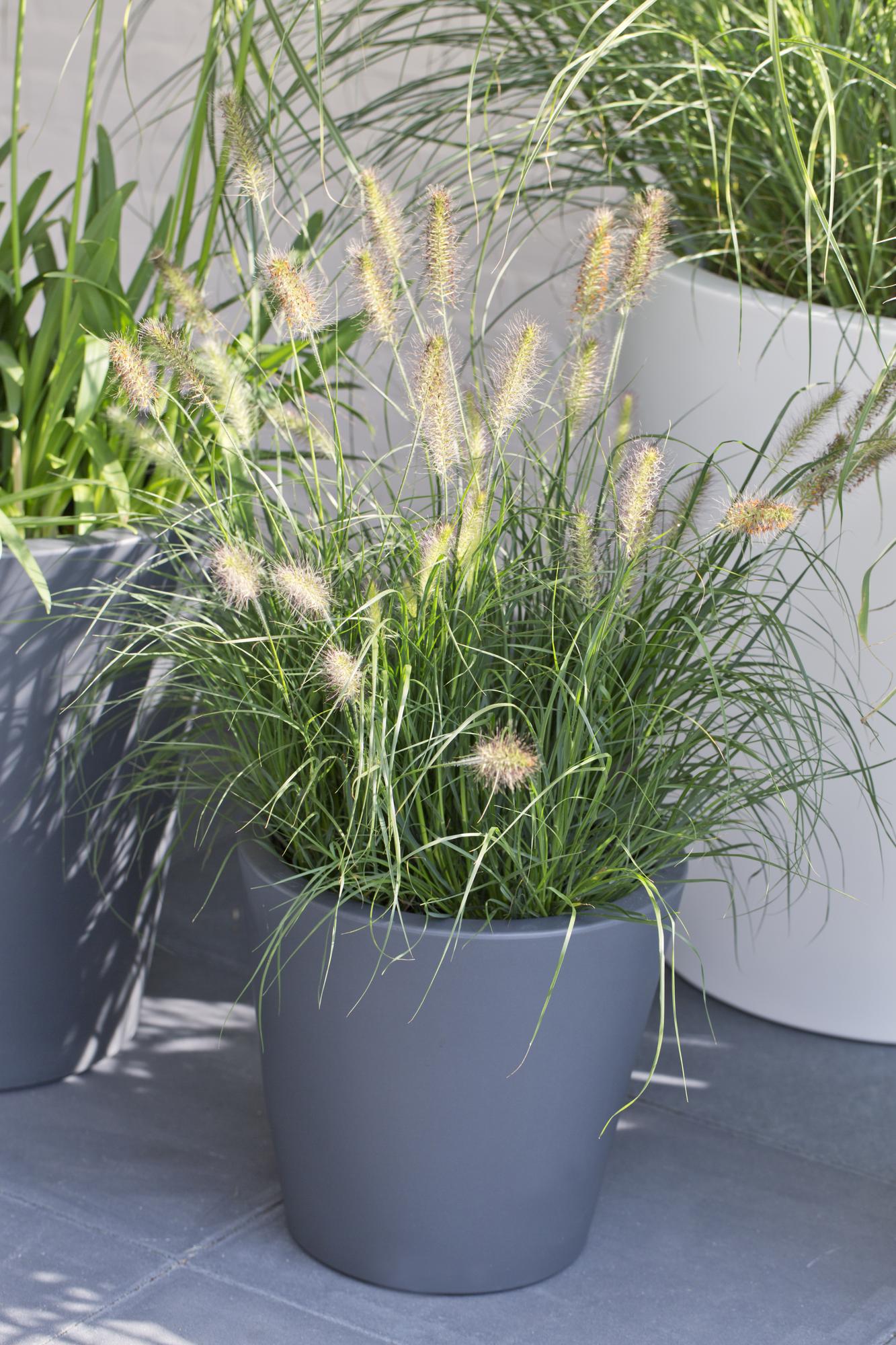 Pennisetum alopecuroides 'Hameln' - Ø19cm - ↕40cm - Ø19 - ↨40cm