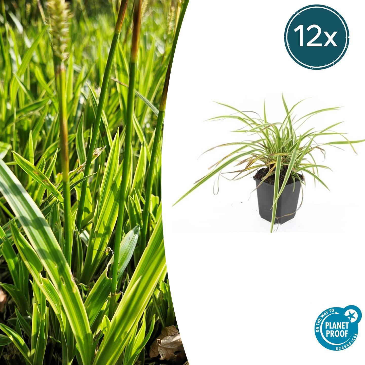 Carex morrowii 'Aureovariegata' potmaat 9 cm hoogte 10 tot 25 cm