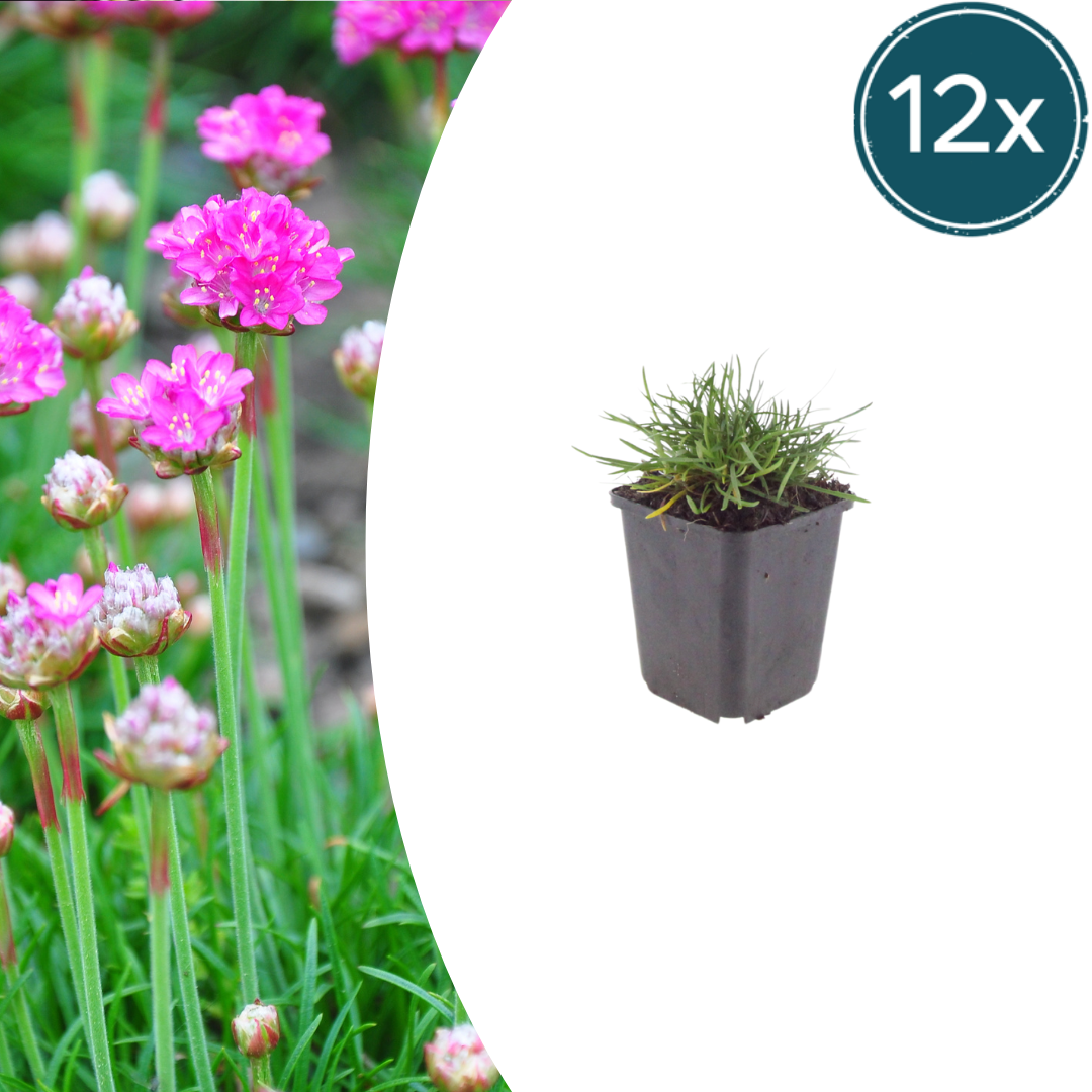 Armeria m. 'Splendens' potmaat 9 cm hoogte 10 tot 25 cm