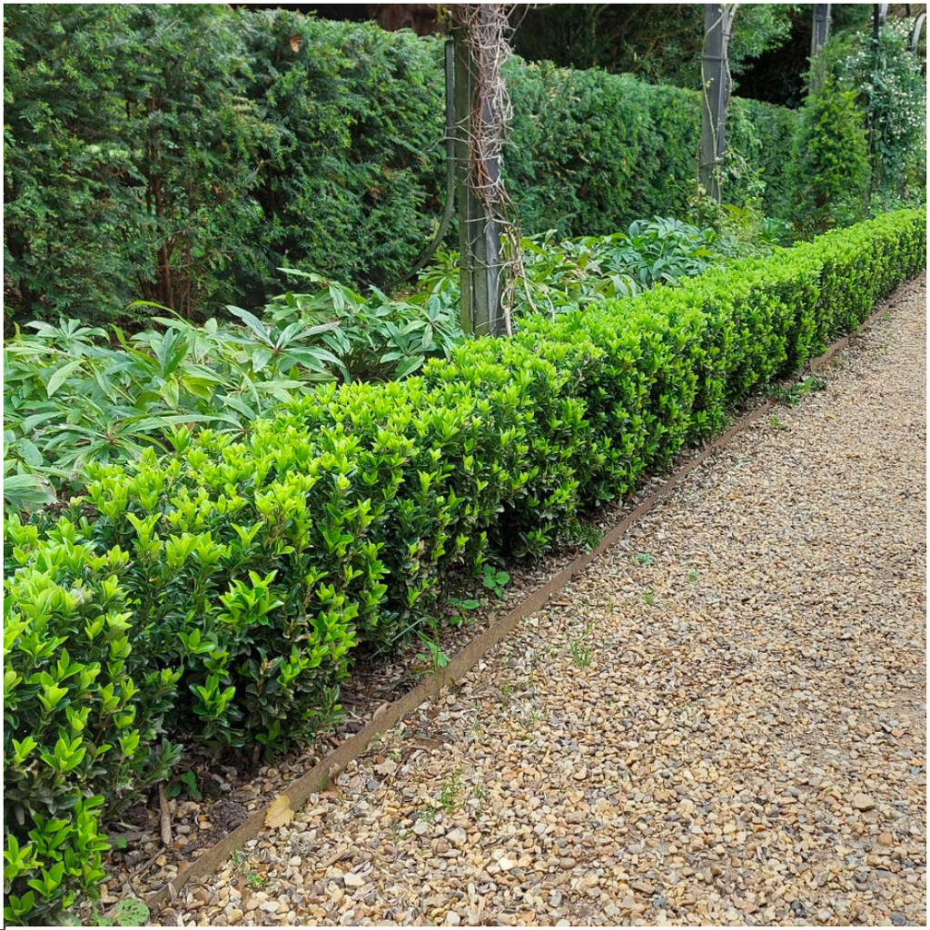 Euonymus 'Green Spire' (6 pack) potmaat 7 cm hoogte 15 cm