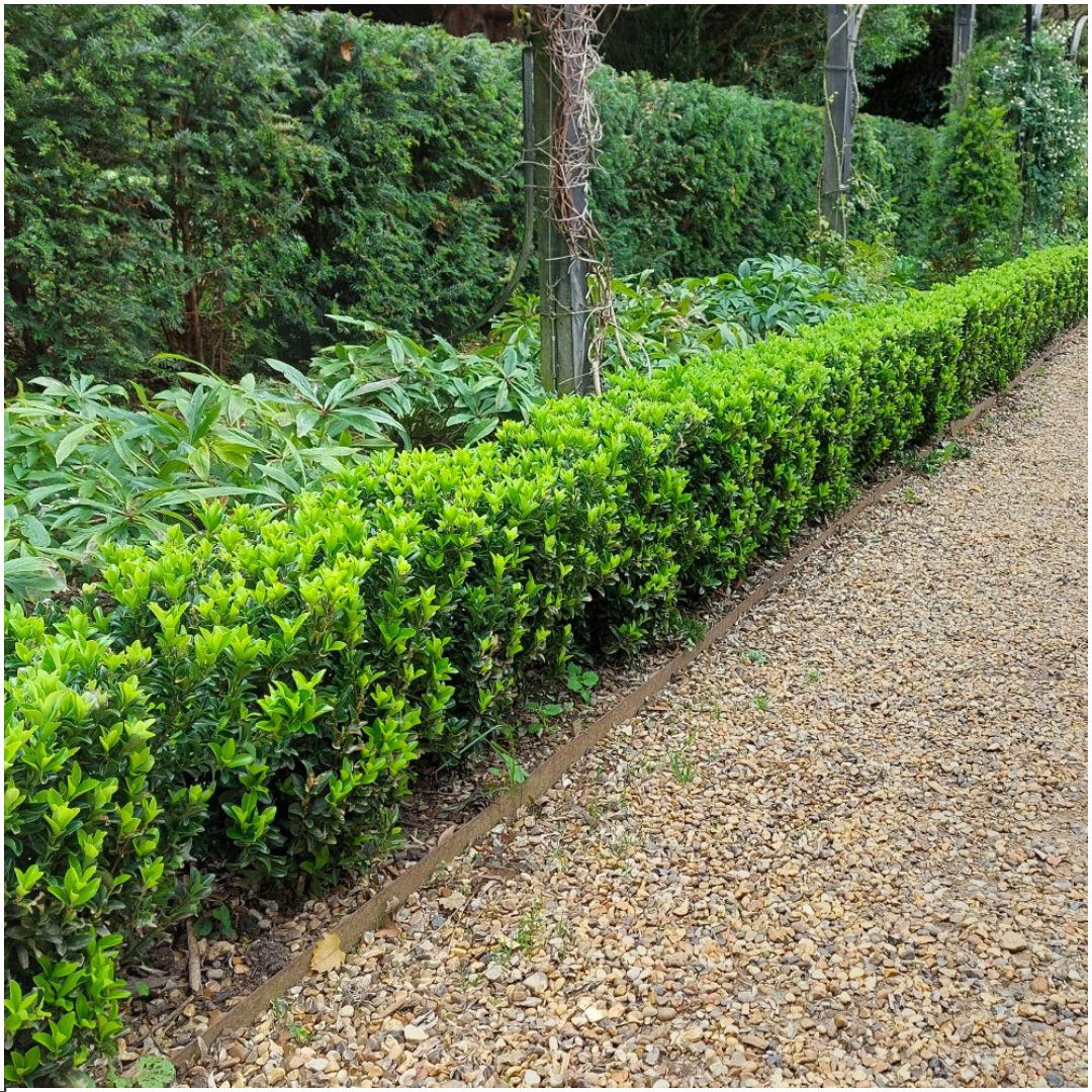 Euonymus 'Green Spire' (6 pack) potmaat 7 cm hoogte 15 cm