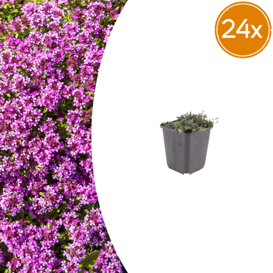Thymus praecox 'Coccineus' potmaat 9 cm hoogte 10 tot 25 cm