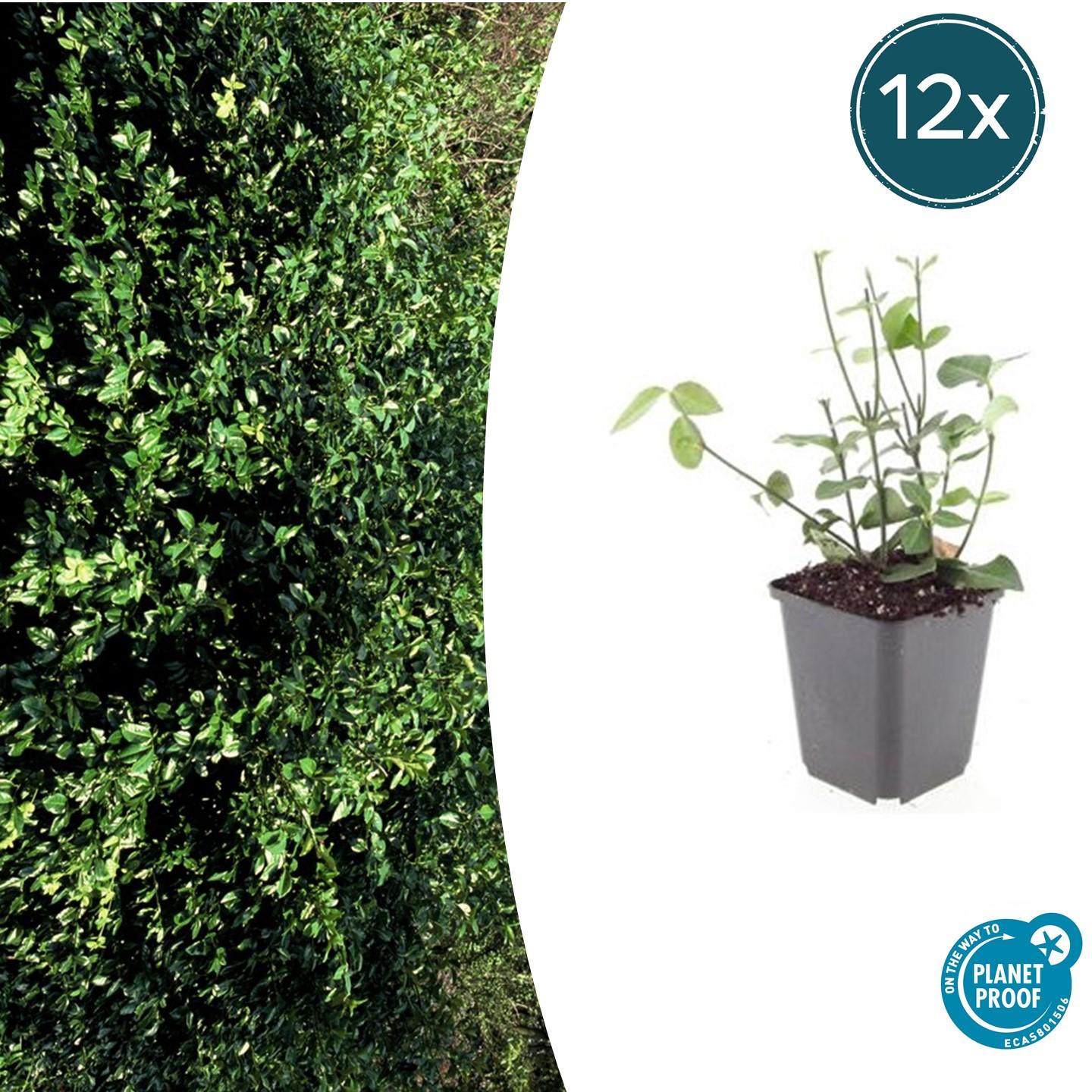 Euonymus fort. 'Coloratus' potmaat 9 cm hoogte 10 tot 25 cm