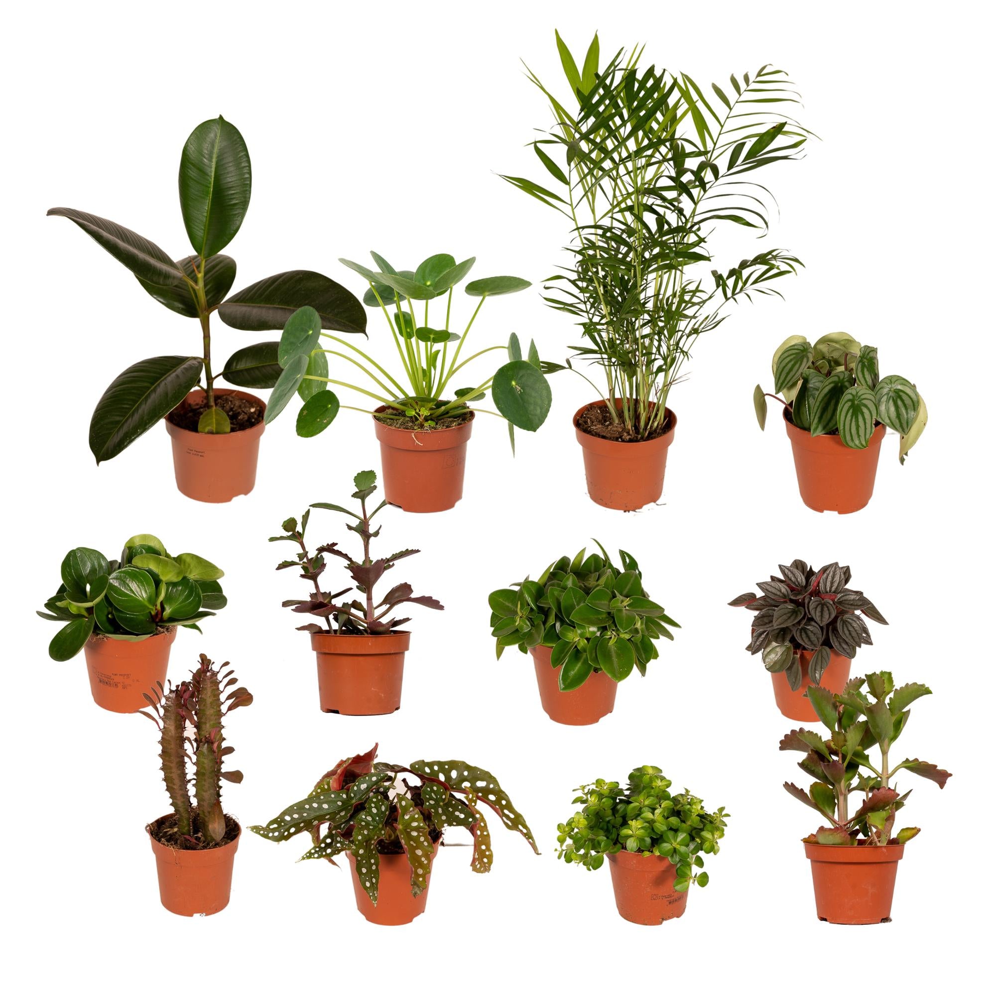 Buitenbeentjesbox potmaat 12 cm