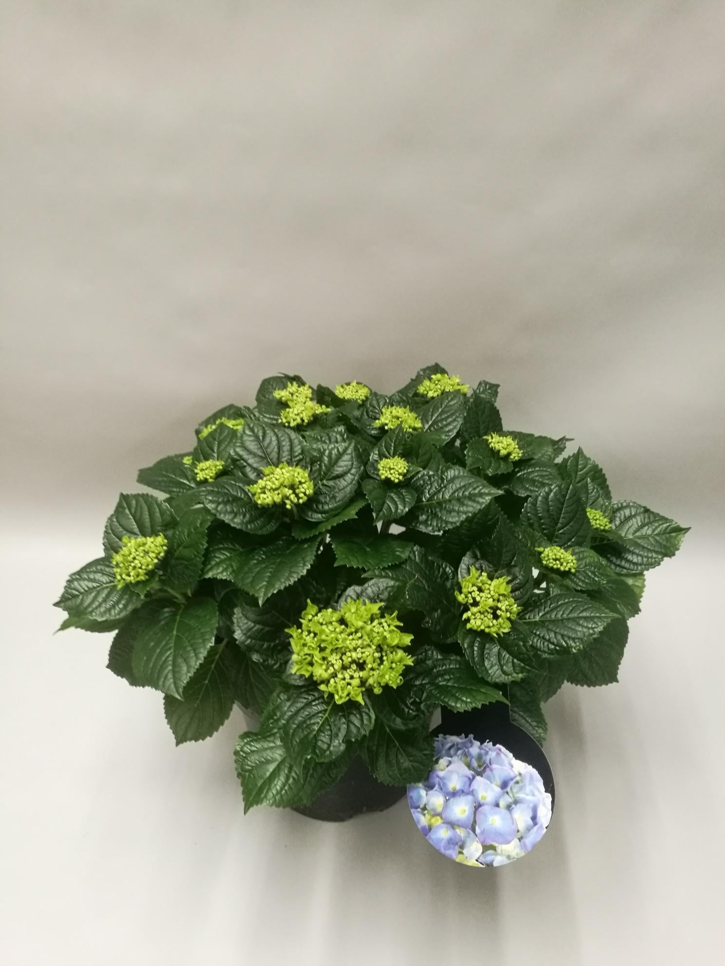 Hydrangea Early Blue - Ø23cm - ↕45cm