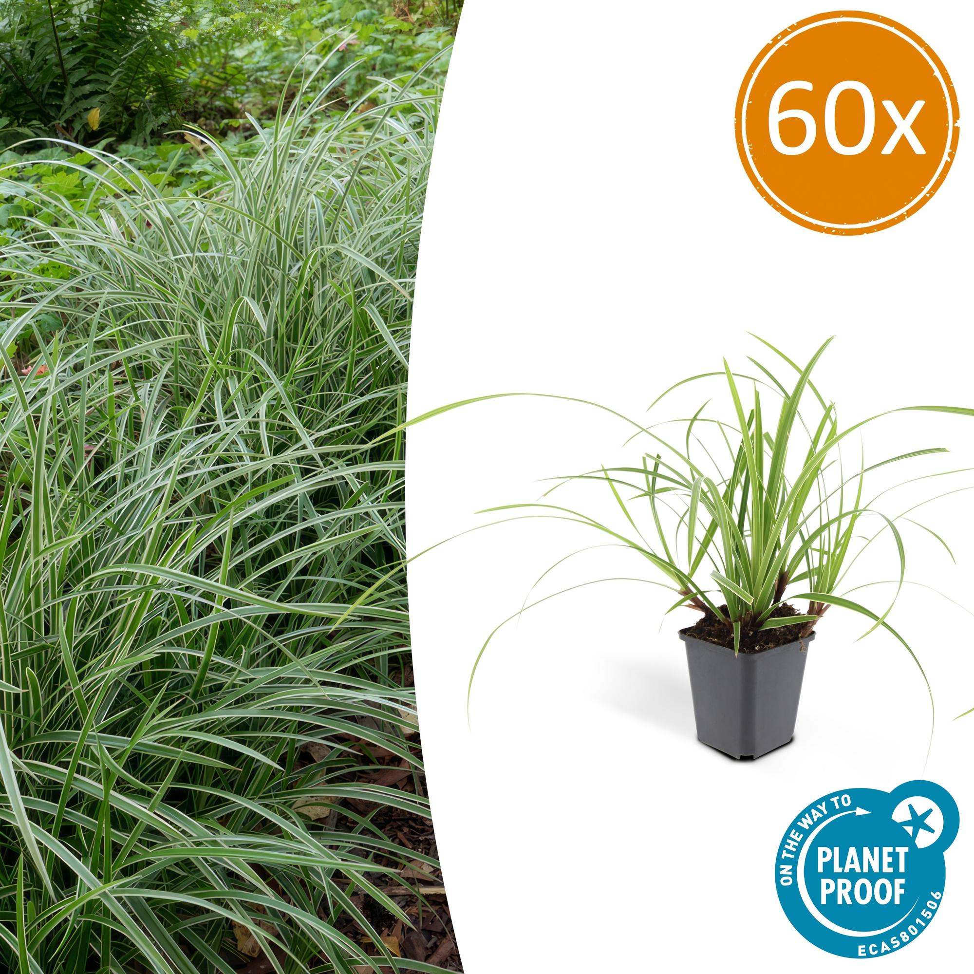 Carex morrowii 'Ice Dance' potmaat 9 cm hoogte 10 tot 25 cm