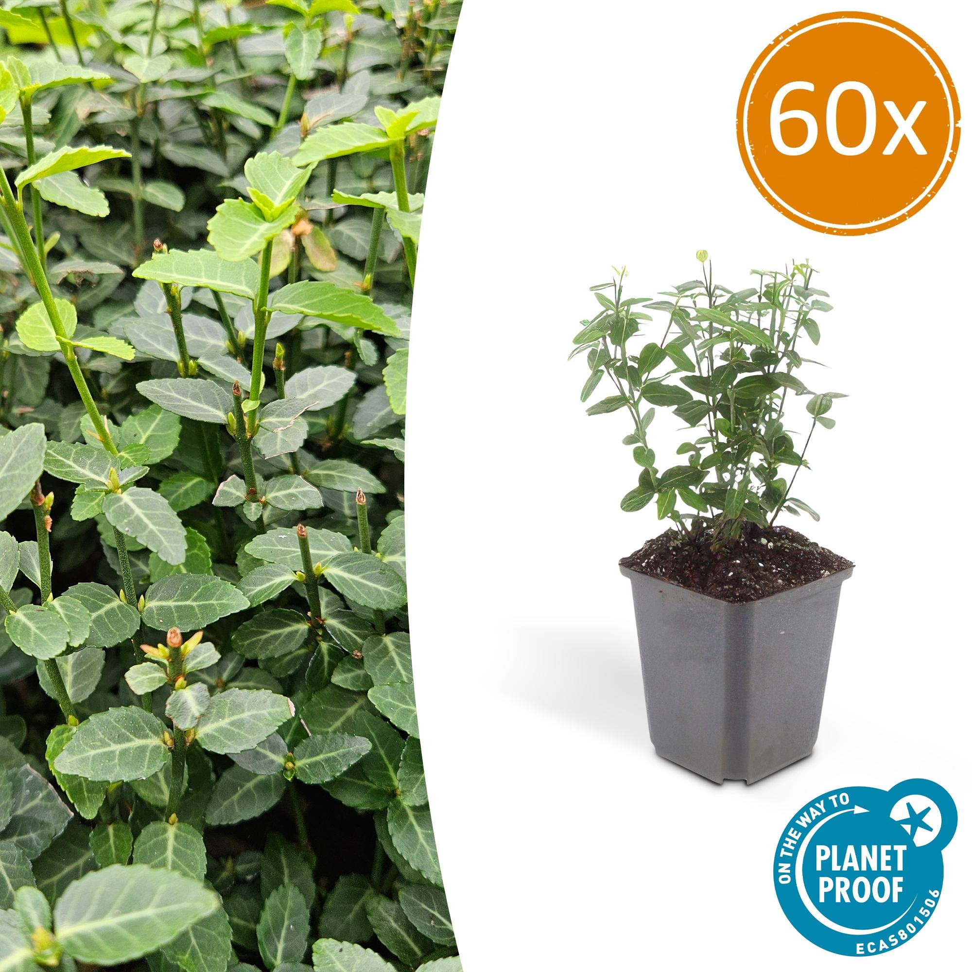 Euonymus fortunei radicans potmaat 9 cm hoogte 10 tot 25 cm