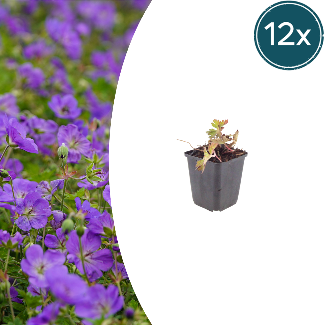 Geranium 'Azure Rush' potmaat 9 cm hoogte 10 tot 25 cm