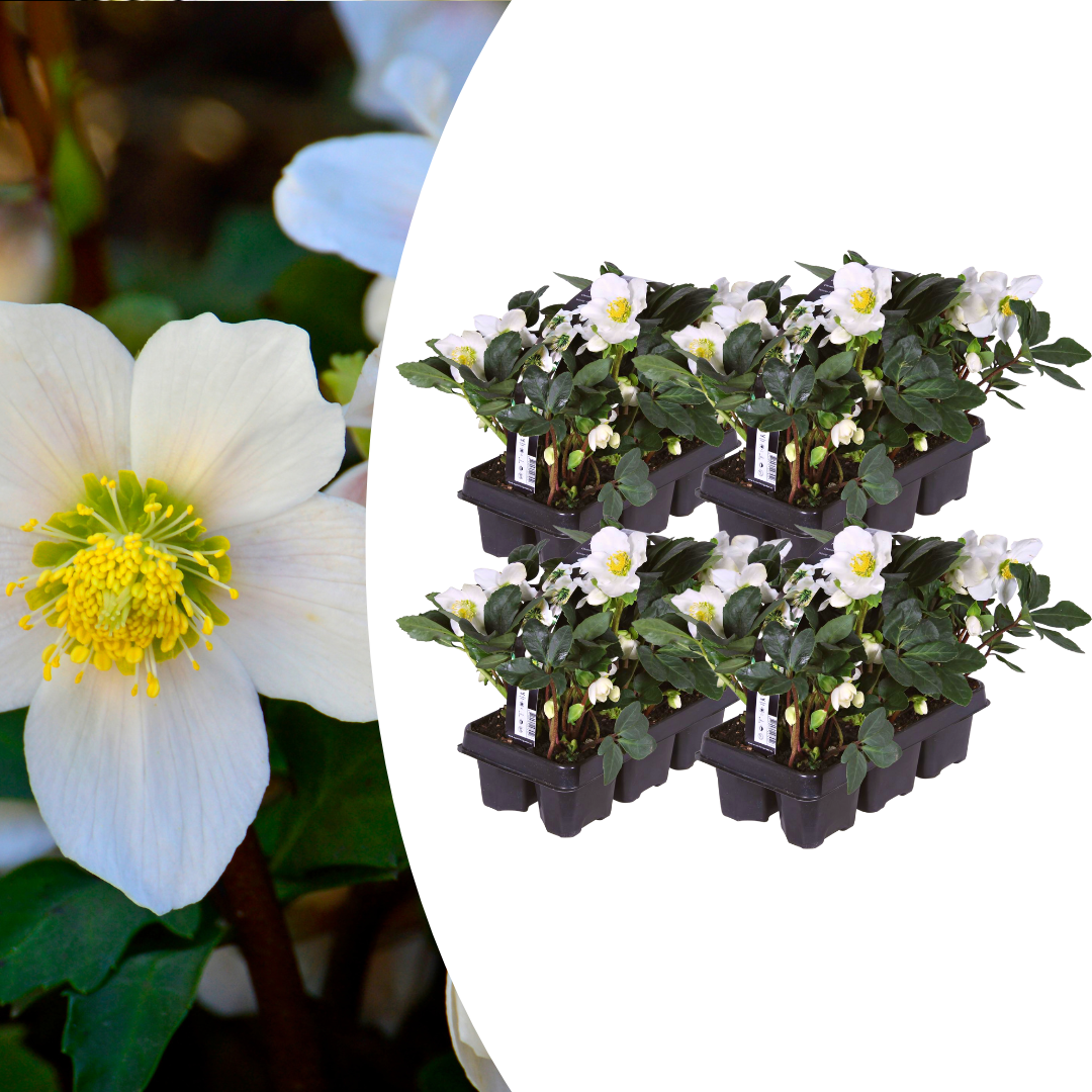 Helleborus niger ‘Christmas Carol’ (6 pack) potmaat 7 cm hoogte 15 cm
