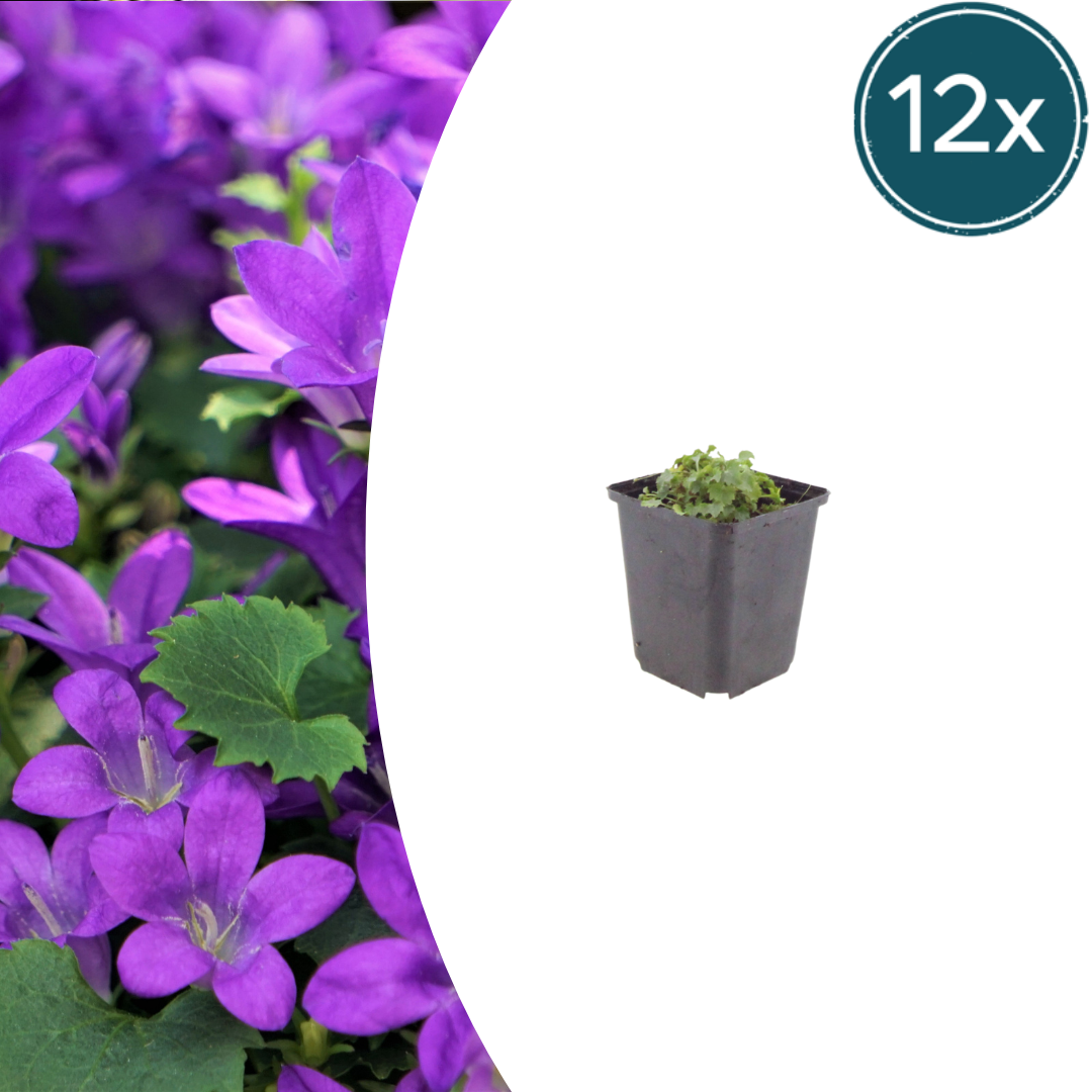Campanula portenschlagiana potmaat 9 cm hoogte 10 tot 25 cm