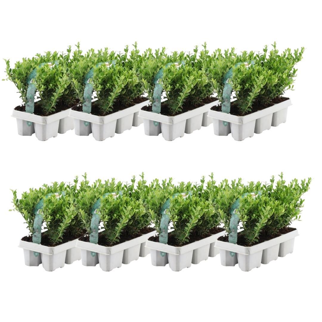 Ilex crenata 'Jenny' (6 pack) potmaat 7 cm hoogte 15 cm
