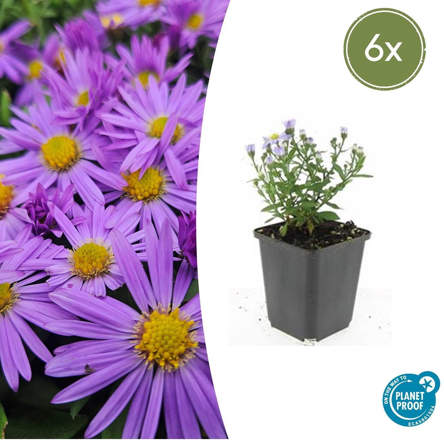 Aster (D) 'Prof. Anton Kippenberg' potmaat 9 cm hoogte 10 tot 25 cm