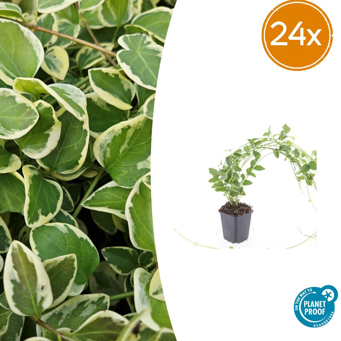 Vinca major 'Variegata' potmaat 9 cm hoogte 10 tot 25 cm