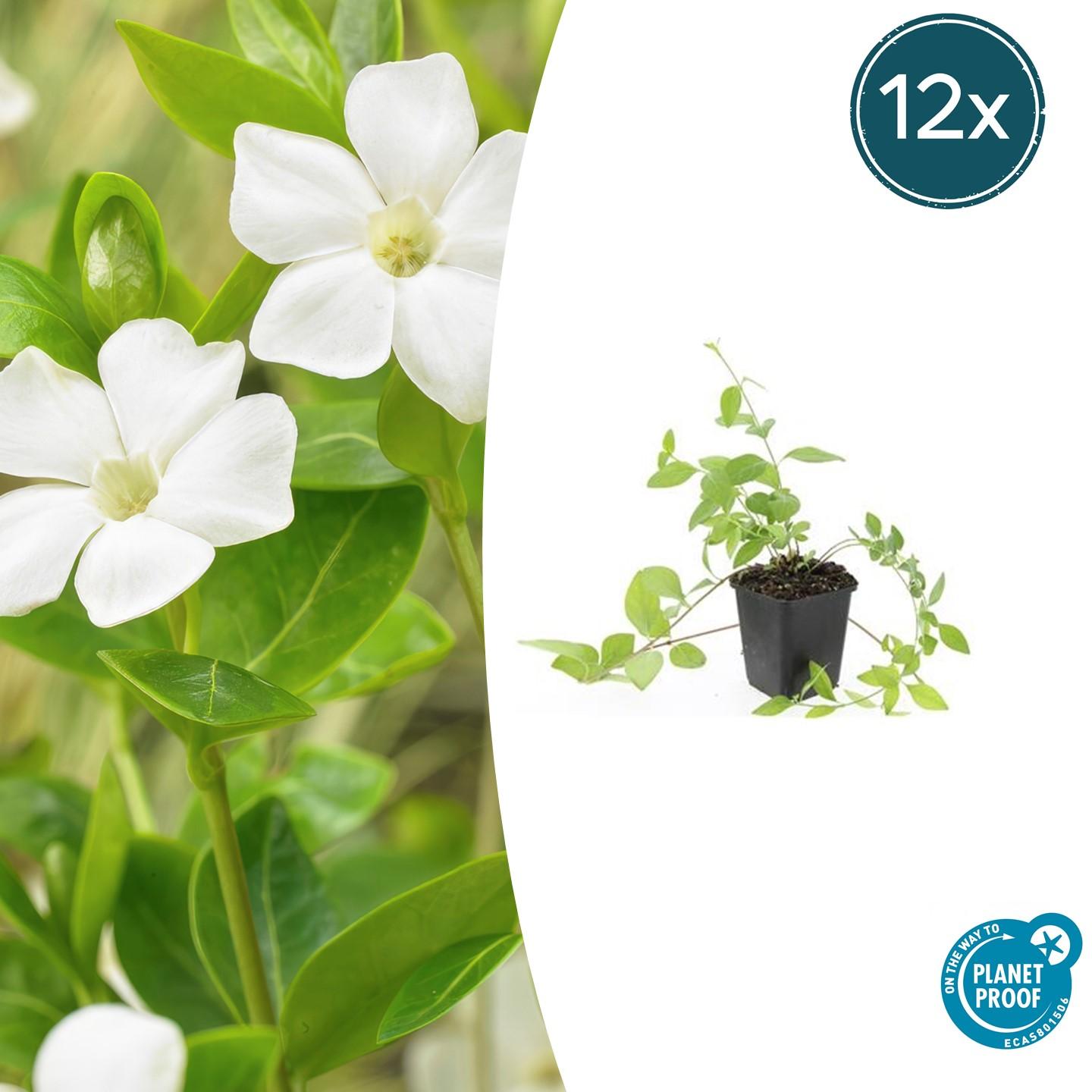 Vinca major 'Alba' potmaat 9 cm hoogte 10 tot 25 cm
