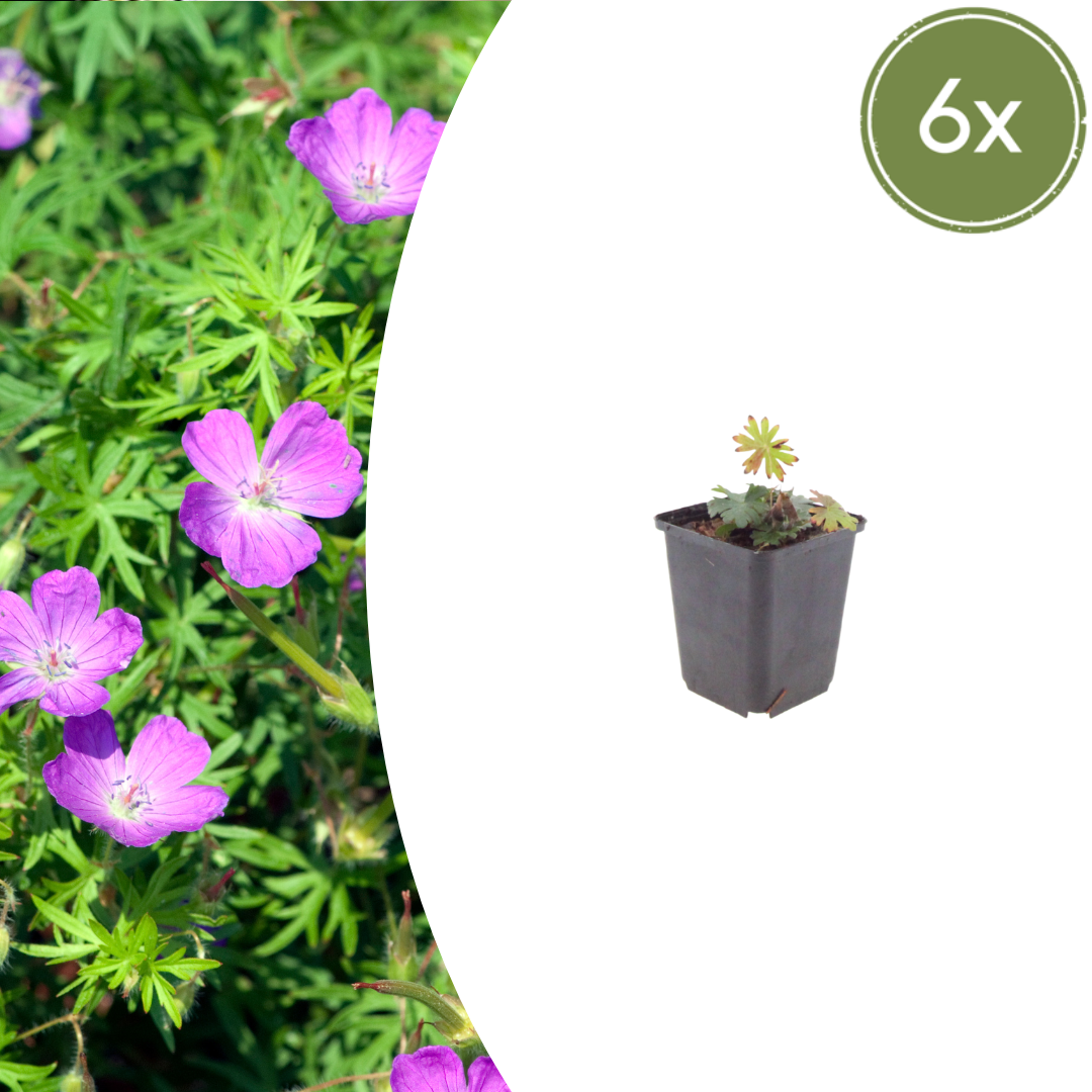 Geranium sanguineum potmaat 9 cm hoogte 10 tot 25 cm