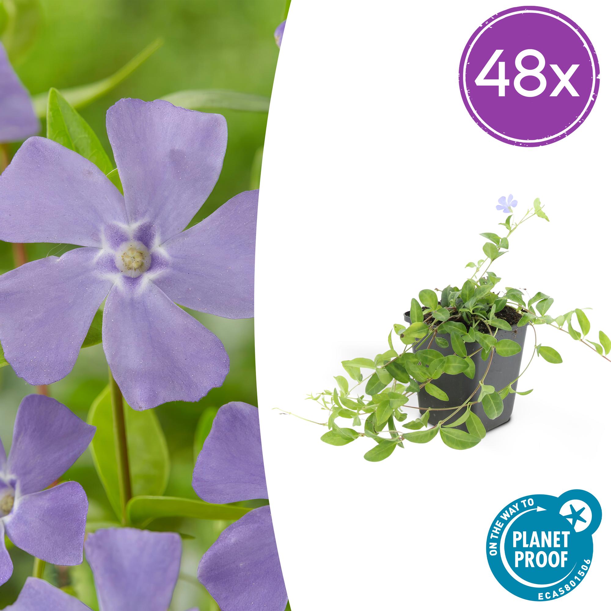 Vinca minor potmaat 9 cm hoogte 10 tot 25 cm