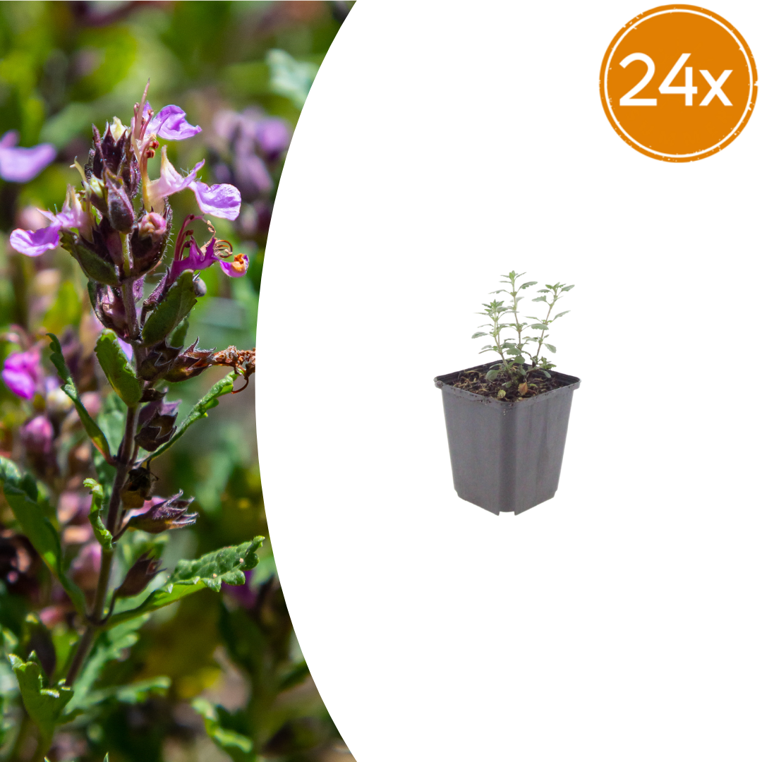 Teucrium lucidrys potmaat 9 cm hoogte 10 tot 25 cm