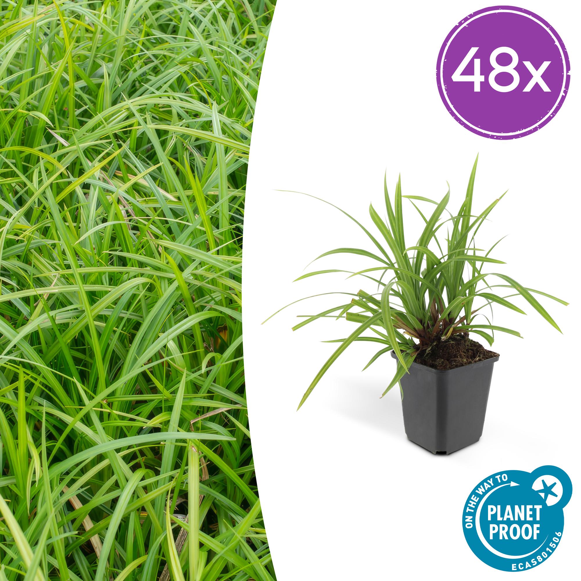 Carex morrowii 'Irish Green' potmaat 9 cm hoogte 10 tot 25 cm