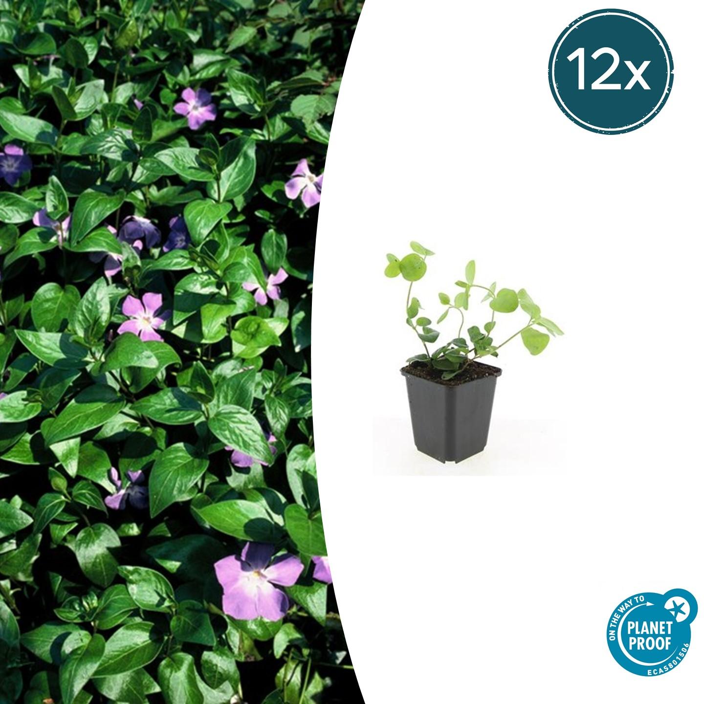 Vinca major potmaat 9 cm hoogte 10 tot 25 cm
