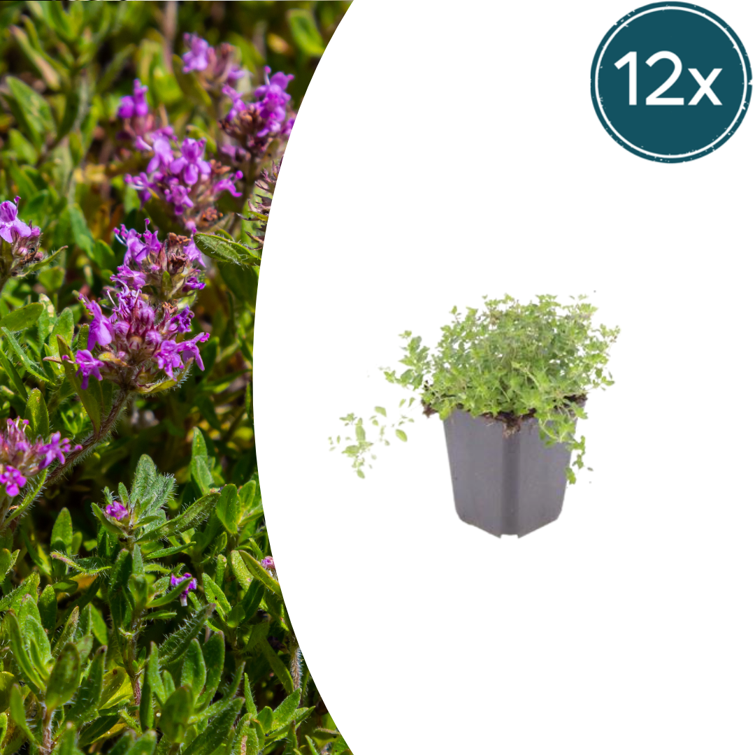 Thymus serpyllum potmaat 9 cm hoogte 10 tot 25 cm