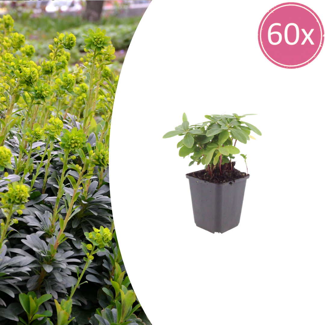 Euphorbia amygdal. robbiae potmaat 9 cm hoogte 10 tot 25 cm