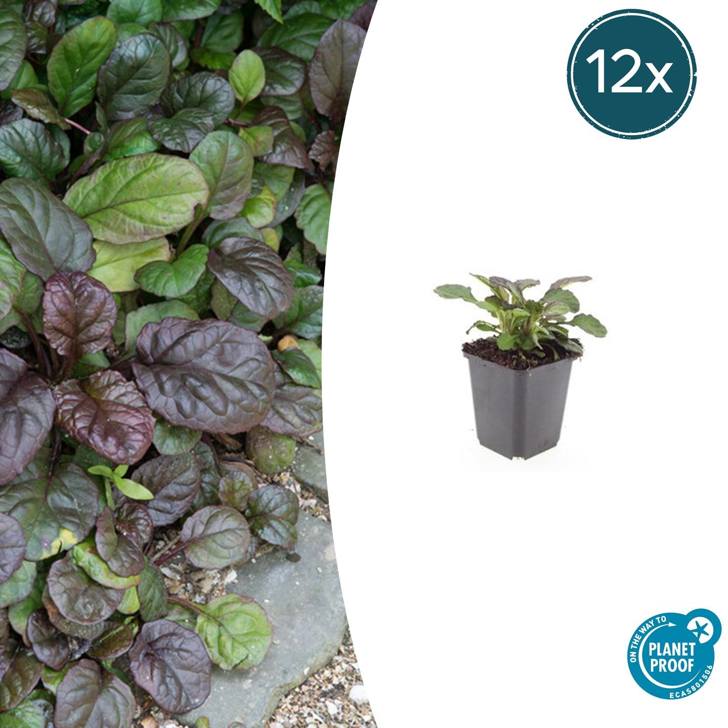 Ajuga reptans 'Catlin's Giant' potmaat 9 cm hoogte 10 tot 25 cm