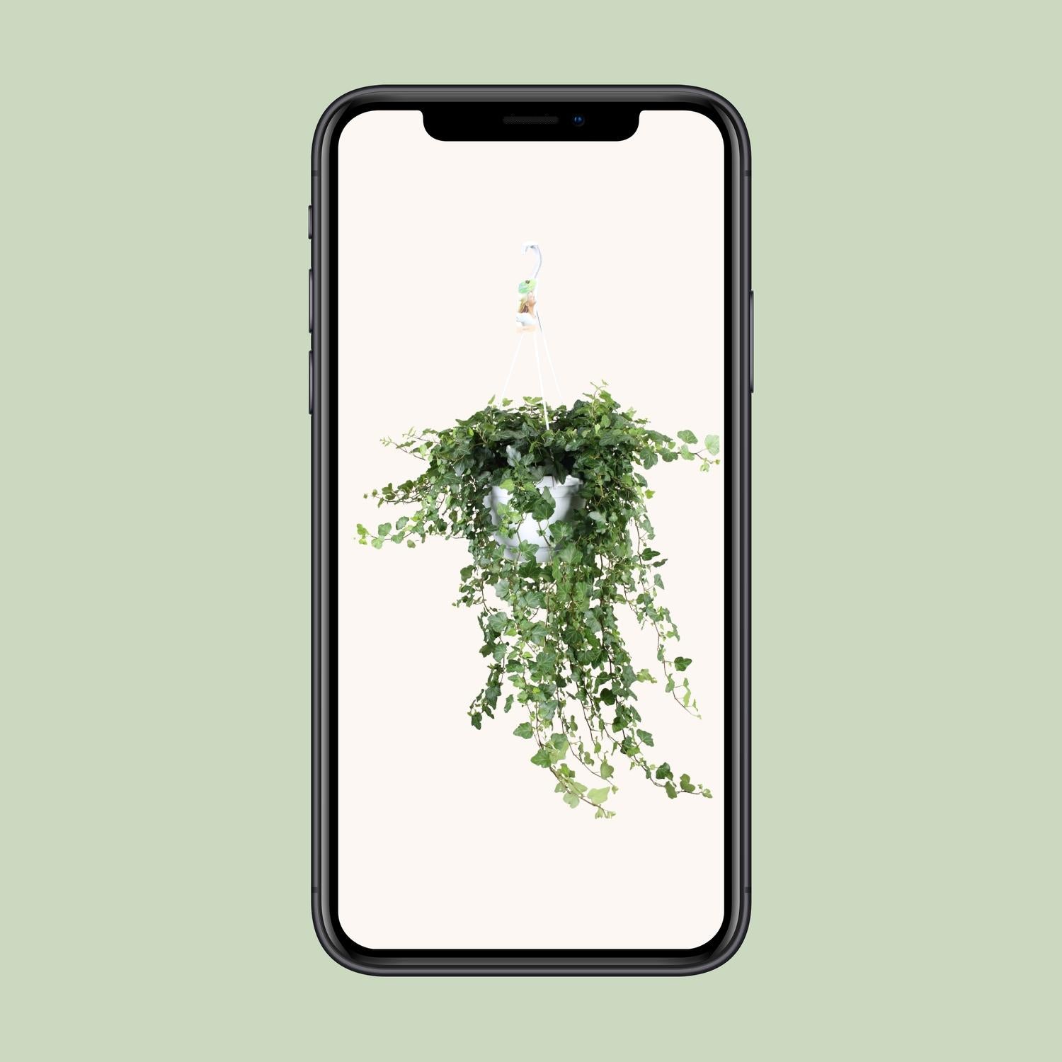 Hedera Wonder Green - Ø24cm - ↕70cm - Ø24 - ↨70cm