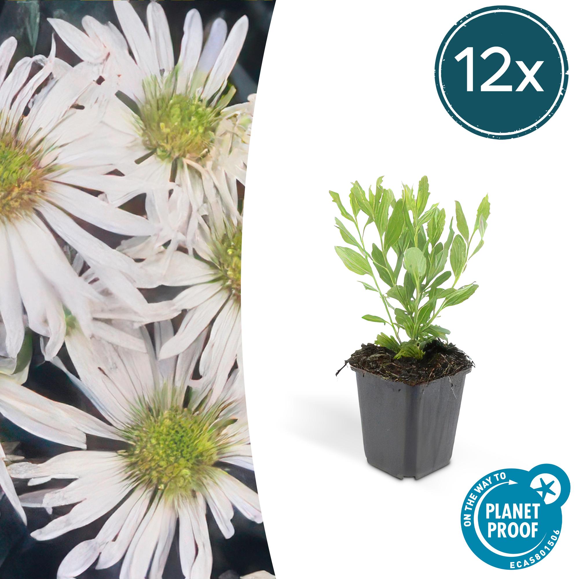 Aster ageratoides 'Ashvi' potmaat 9 cm hoogte 10 tot 25 cm