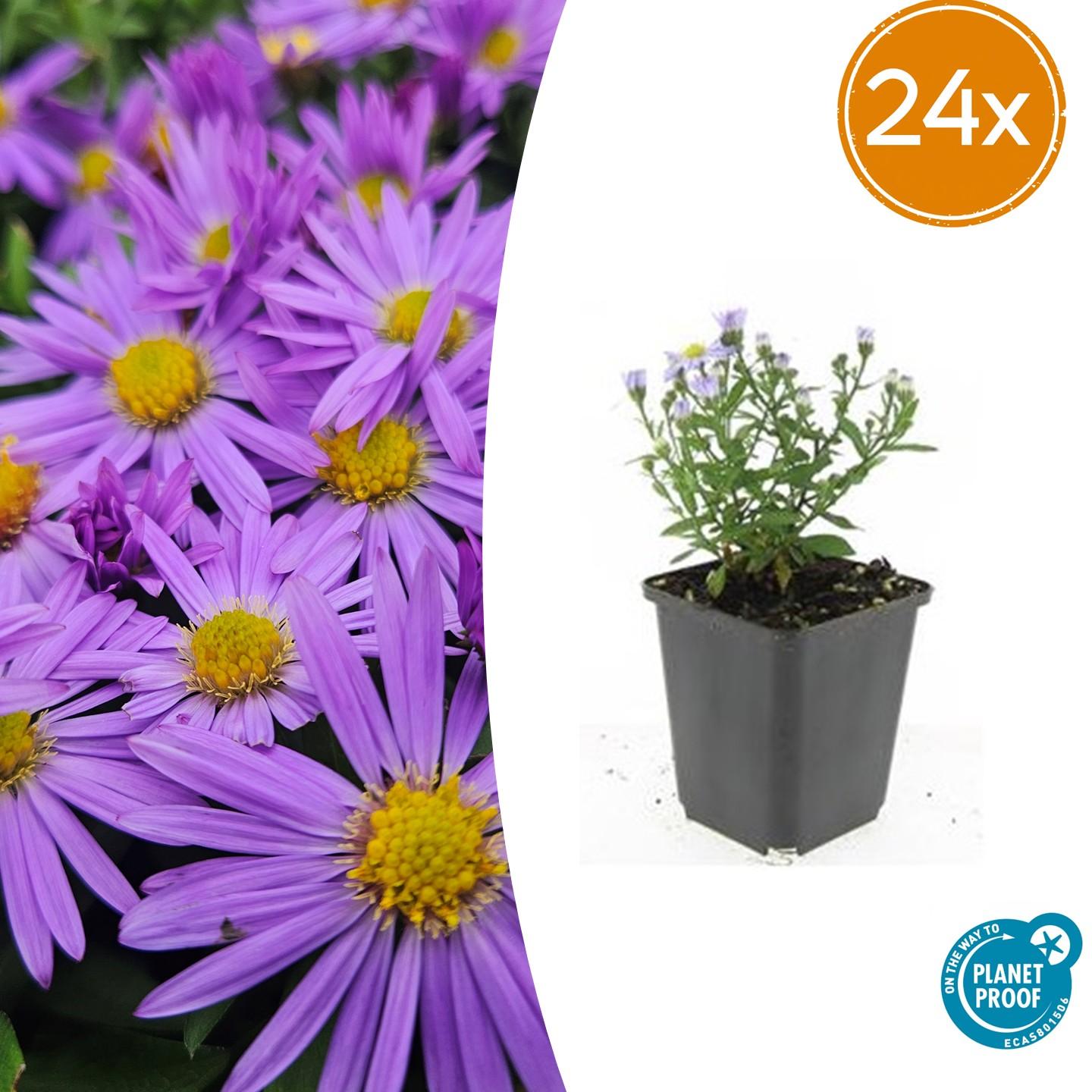 Aster (D) 'Prof. Anton Kippenberg' potmaat 9 cm hoogte 10 tot 25 cm
