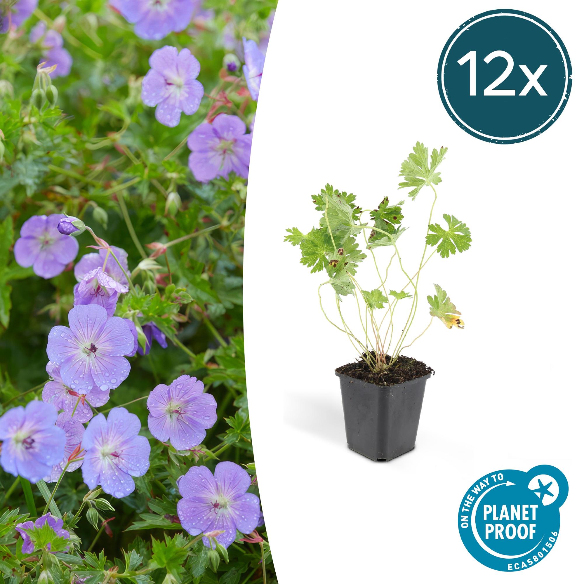 Geranium Rozanne potmaat 9 cm hoogte 10 tot 25 cm