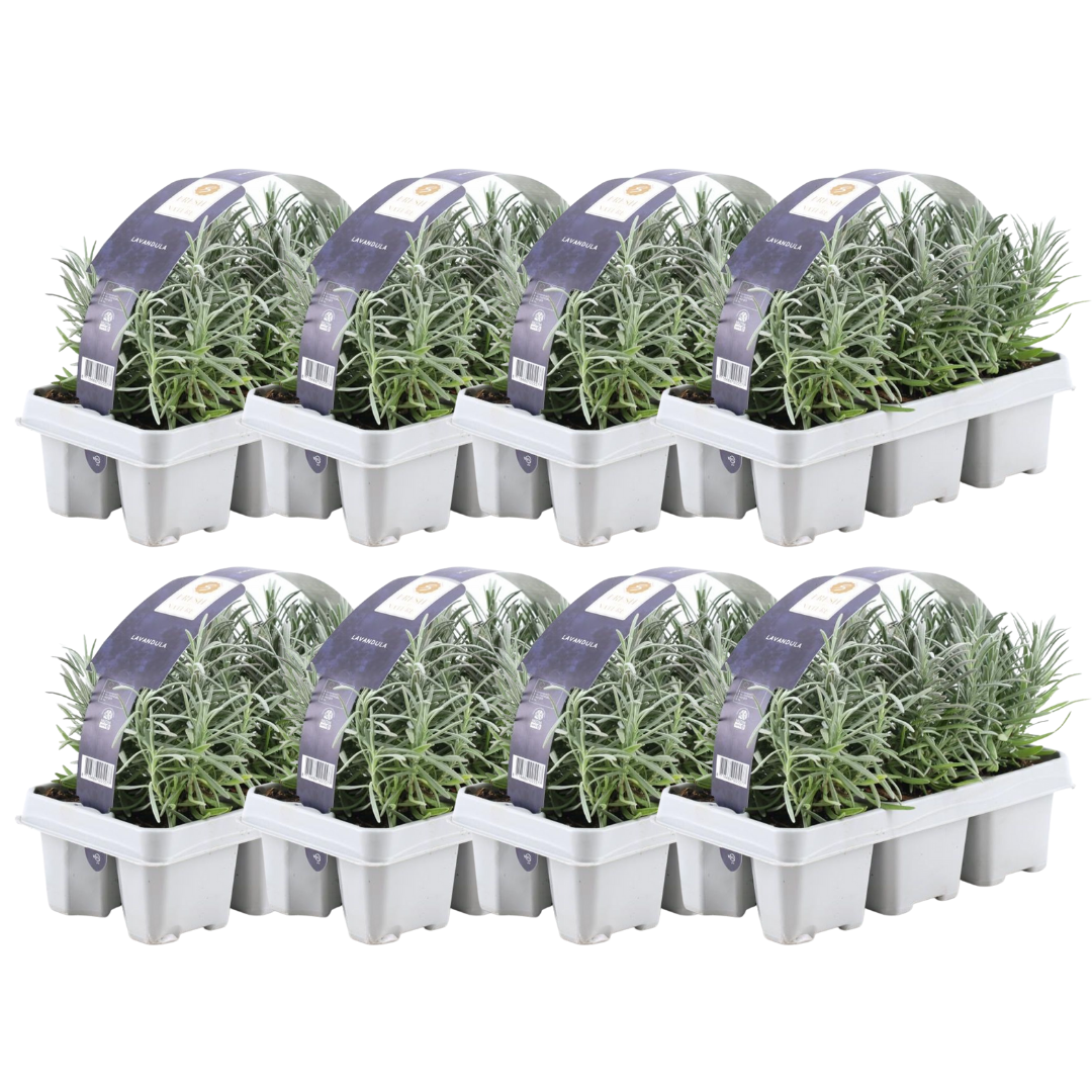 Lavendel angustifolia (6 pack) potmaat 7 cm hoogte 15 cm