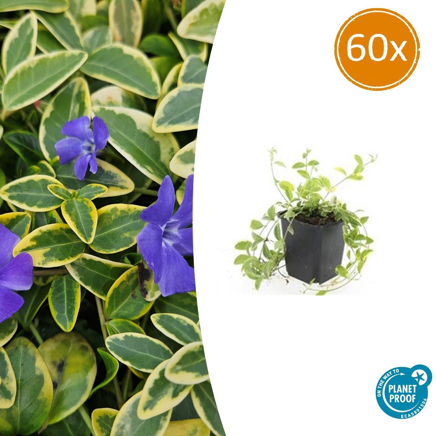 Vinca minor 'Aureovariegata' potmaat 9 cm hoogte 10 tot 25 cm